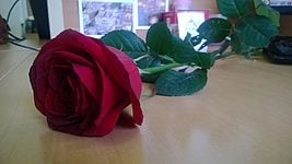 Розы в офисе или Международный мужской день 