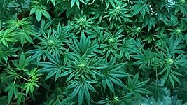 Айтишник выращивал марихуану в частном доме в Цнянке