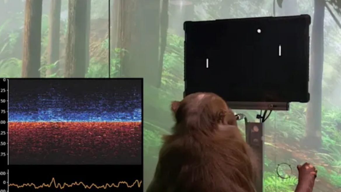 Neuralink показал обезьяну которая играет в Понг «силой мысли»